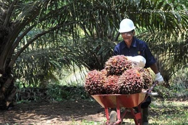 Cabai | PTPN Luncurkan Institut Teknologi Sawit Indonesia