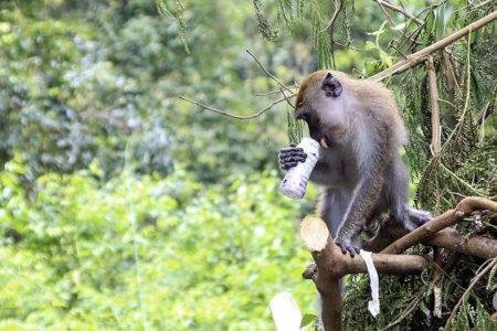 Lingkungan Hidup | Bupati Bogor Iwan Setiawan | Lingkungan Hidup : Unsur Penyebab Kerusakan, Serta Pencegahannya