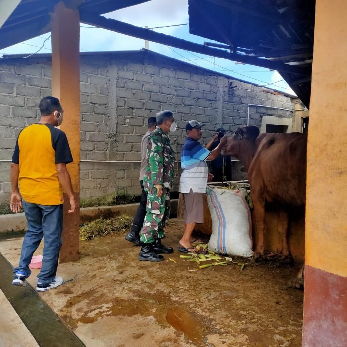 Bandara Banyuwangi | Antisipasi Wabah PMK, Personel Babinsa Koramil 0825/01 Banyuwangi Bersama Instansi Terkait Lakukan Pengawasan Hewan Ternak