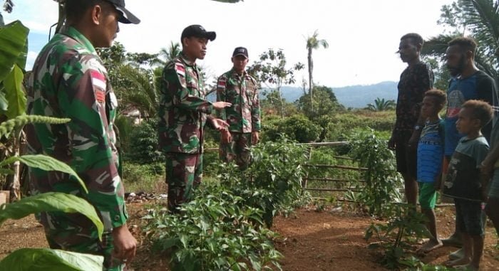 Berhasil Terima Senjata Rakitan Secara Sukarela | Dansatgas YR 142/KJ | Manfaatkan Lahan Tidur, Satgas Yonif 126/Kala Cakti Sosialisasi Cara Tanam dan Berkebun Cabai 