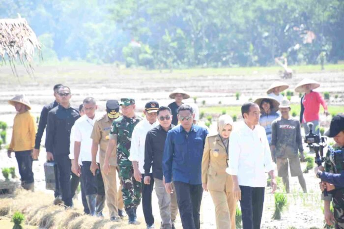 Presiden RI Tanam Padi | Presiden RI Tanam Padi di Jawa Tengah